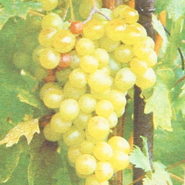 Révy - Réva vinná 'Opál' květináč 3 litry, bílá