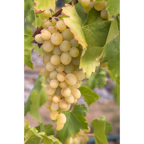 Rostliny - Réva vinná 'Prim' květináč 2 litry, bílá