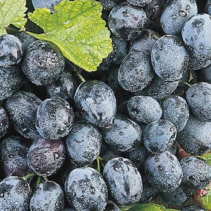 Révy - Réva vinná 'Rembrandt' květináč 2 litry, výška 55cm, modrá