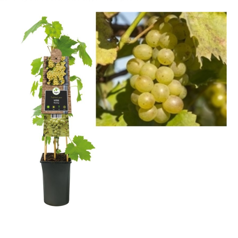 Rostliny - Réva vinná 'Riesling' květináč 2,25 litru