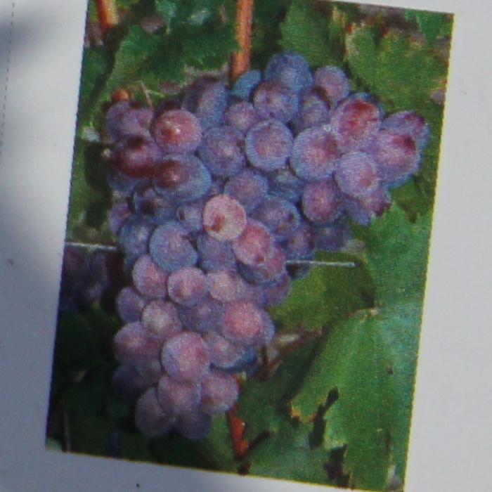 Rostliny - Réva vinná 'Skazka' kmínek 100cm, bezsemenná