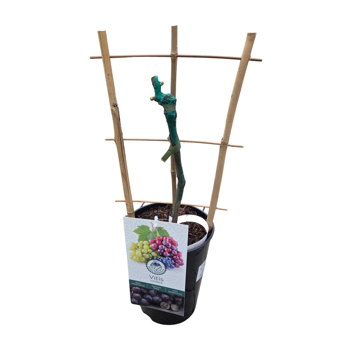 Révy - Réva vinná Skazka kmínek 20cm, květináč 3 litry, bezsemenná