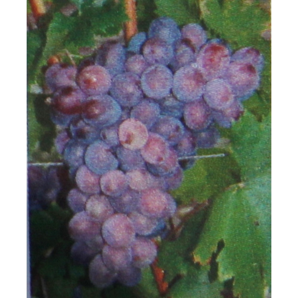 Réva vinná Skazka kmínek 20cm, květináč 3 litry, bezsemenná-0