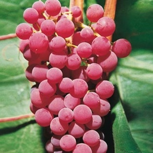 Révy - Réva vinná 'Suffolk Red' květináč 3 litry, červená, BEZSEMENNÁ