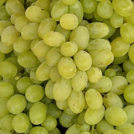 Révy - Réva vinná 'Talisman' květináč 4 litry, výška 150/+cm, bílá