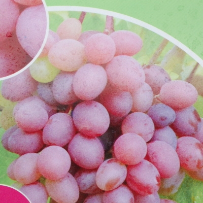 Révy - Réva vinná  'Vanessa' květináč 2 litry, růžová, BEZSEMENNÁ