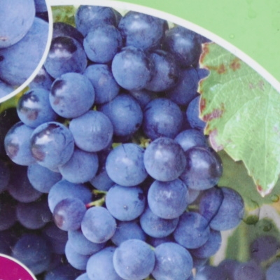 Révy - Réva vinná  'Venus' květináč 2 litry, modrá, BEZSEMENNÁ