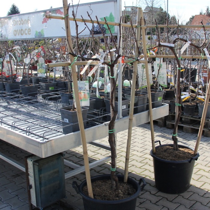 Rostliny - Réva vinná 'Venus' treláž, bezsemenná