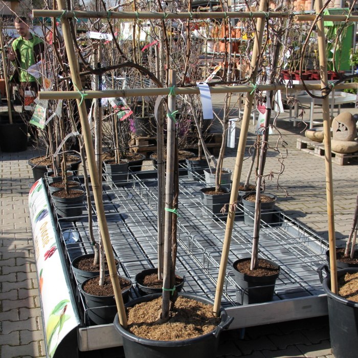 Rostliny - Réva vinná 'Vlasta' kmínek 100cm, bezsemenná