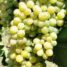 Révy - Réva vinná 'Vlasta' květináč 3 litry, kmínek 20cm, bílá, BEZSEMENNÁ