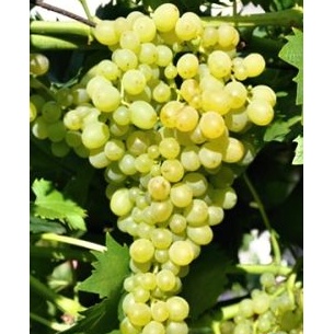 Révy - Réva vinná 'Zora' květináč 3 litry, kmínek 20cm, bílá, BEZSEMENNÁ