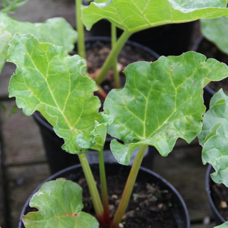 Bylinky - Reveň rebarbora 14cm