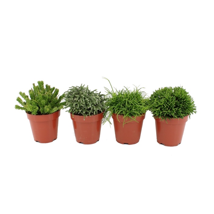 Kaktusy a sukulenty - Rhipsalis mix květináč 12cm