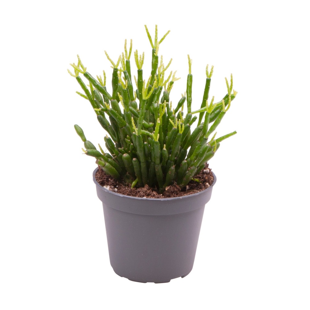 Kaktusy a sukulenty - Ripsalis bobulonosný květináč 6cm