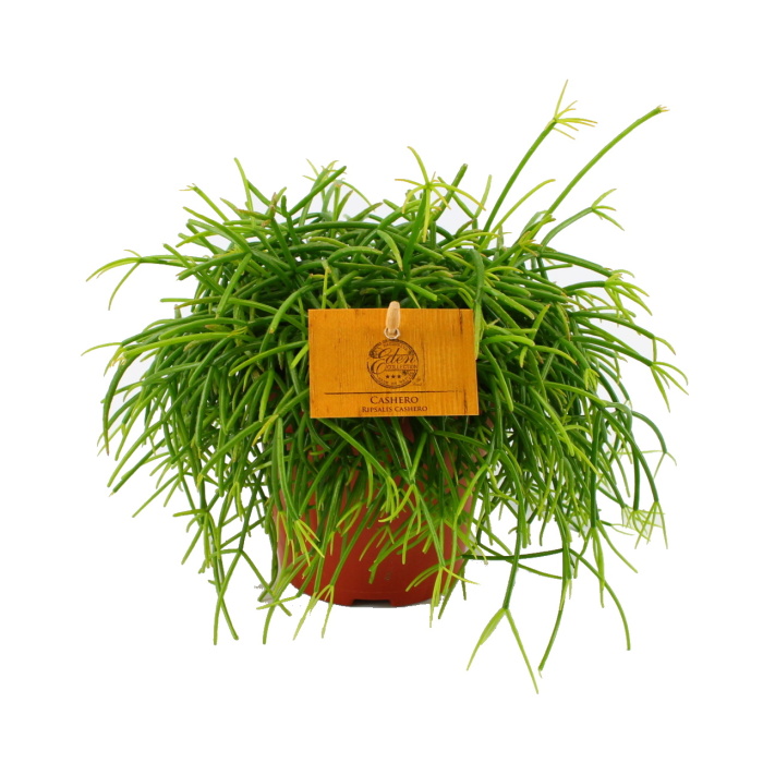 Kaktusy a sukulenty - Ripsalis květináč 12cm