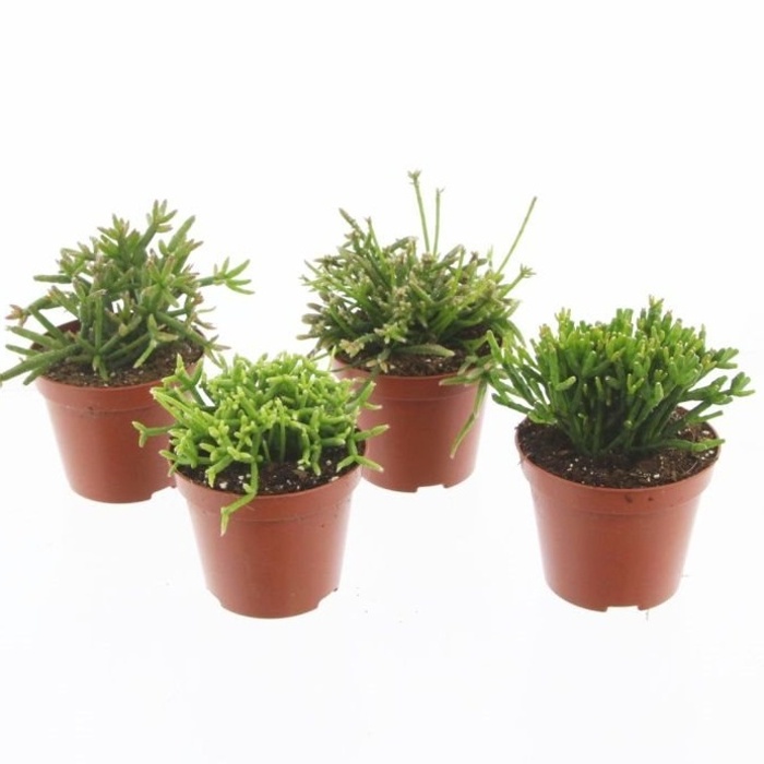 Ripsalis MIX květináč 10,5cm-0