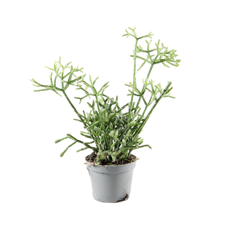 Kaktusy a sukulenty - Ripsalis mix květináč 6cm