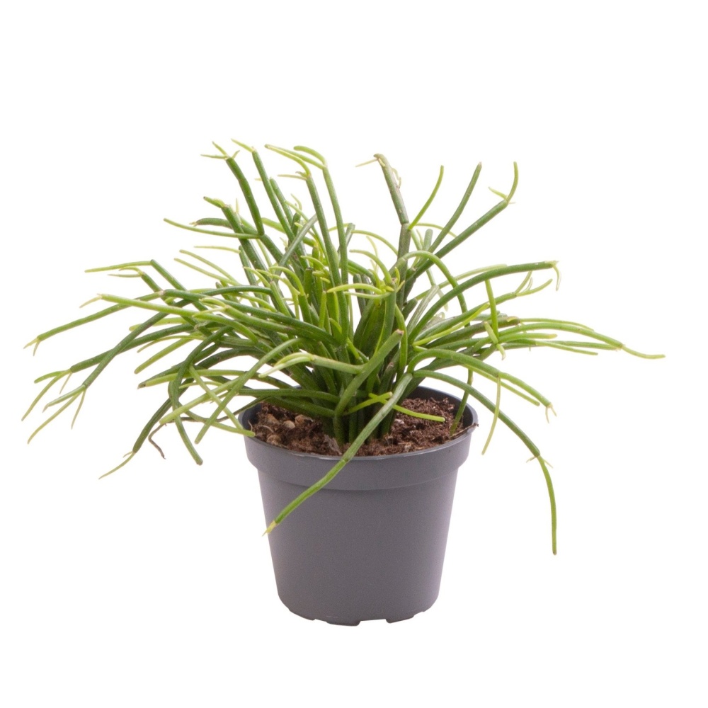 Kaktusy a sukulenty - Ripsalis shloučený, věšák květináč 6cm