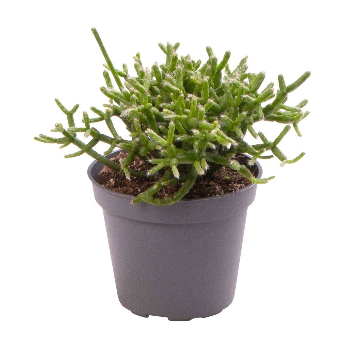 Kaktusy a sukulenty - Ripsalis, věšák kvěitnáč 6cm