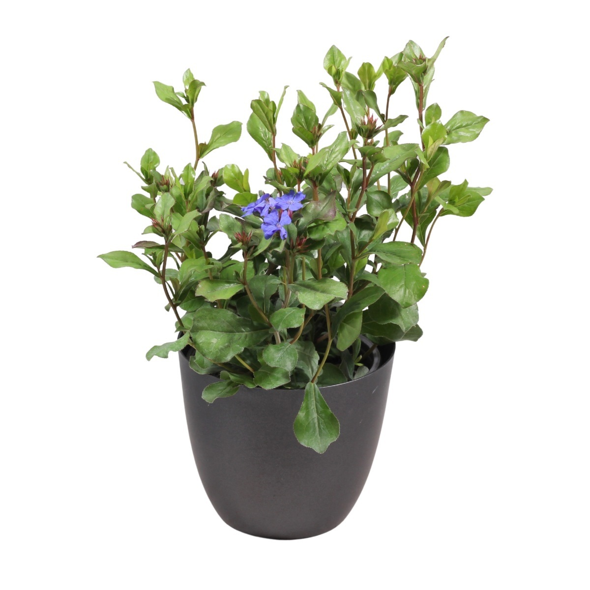 Na slunce - Rohoblizeň olověncovitá Gentian Blue květináč 12cm