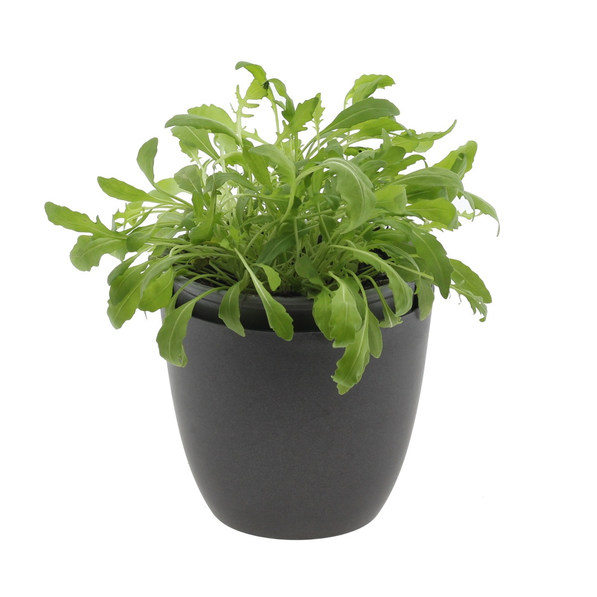 Bylinky - Roketa setá květináč 14cm