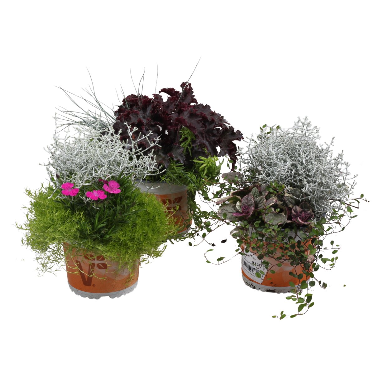 Podzimní rostliny - Rostliny podzimní Trio mix, květináč 13cm