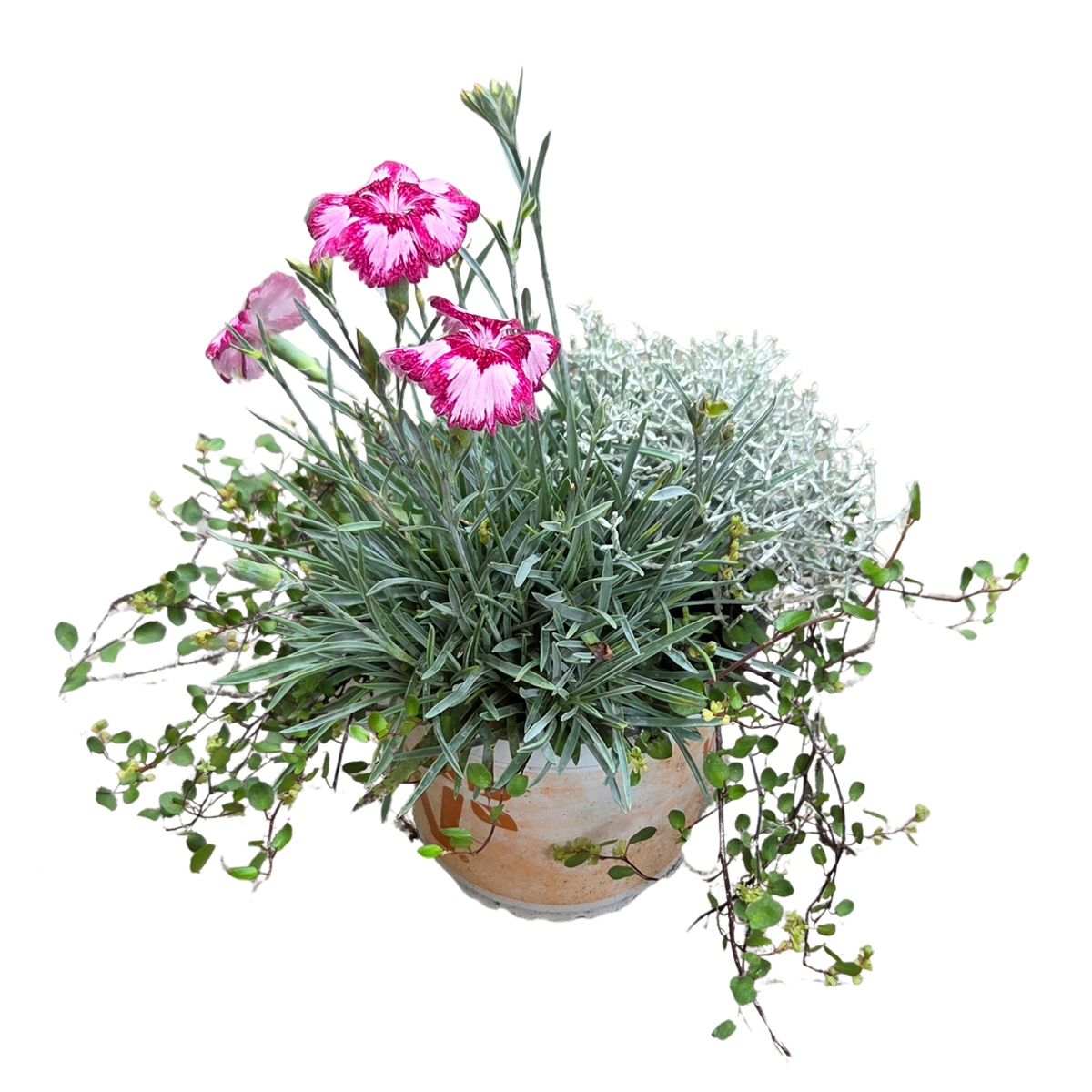 Rostliny podzimní Trio mix, květináč 13cm-0