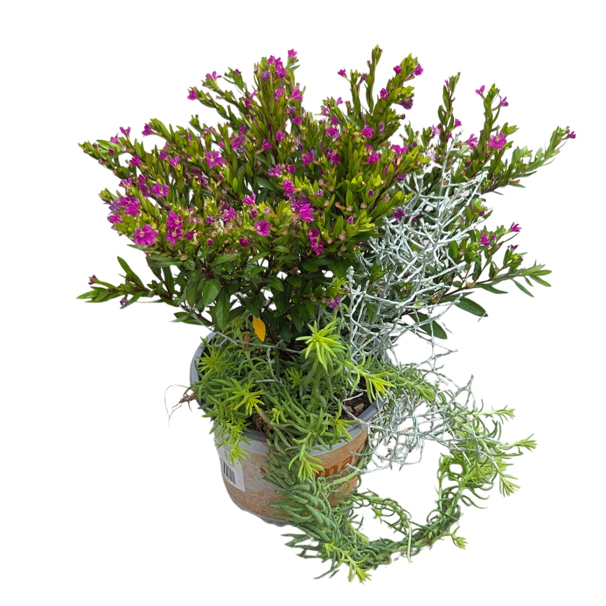 Rostliny podzimní Trio mix, květináč 13cm-1