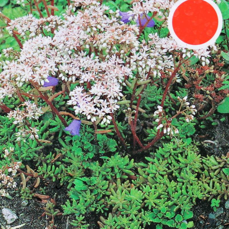 Skalničky - Rozchodník bílý 9cm