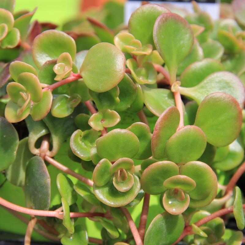 Skalničky - Rozchodník Coral Reef 12cm