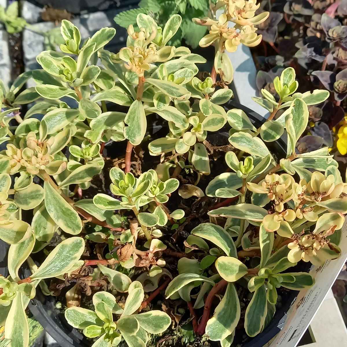 Skalničky - Rozchodník kamčatský Variegatum květináč 2 litry