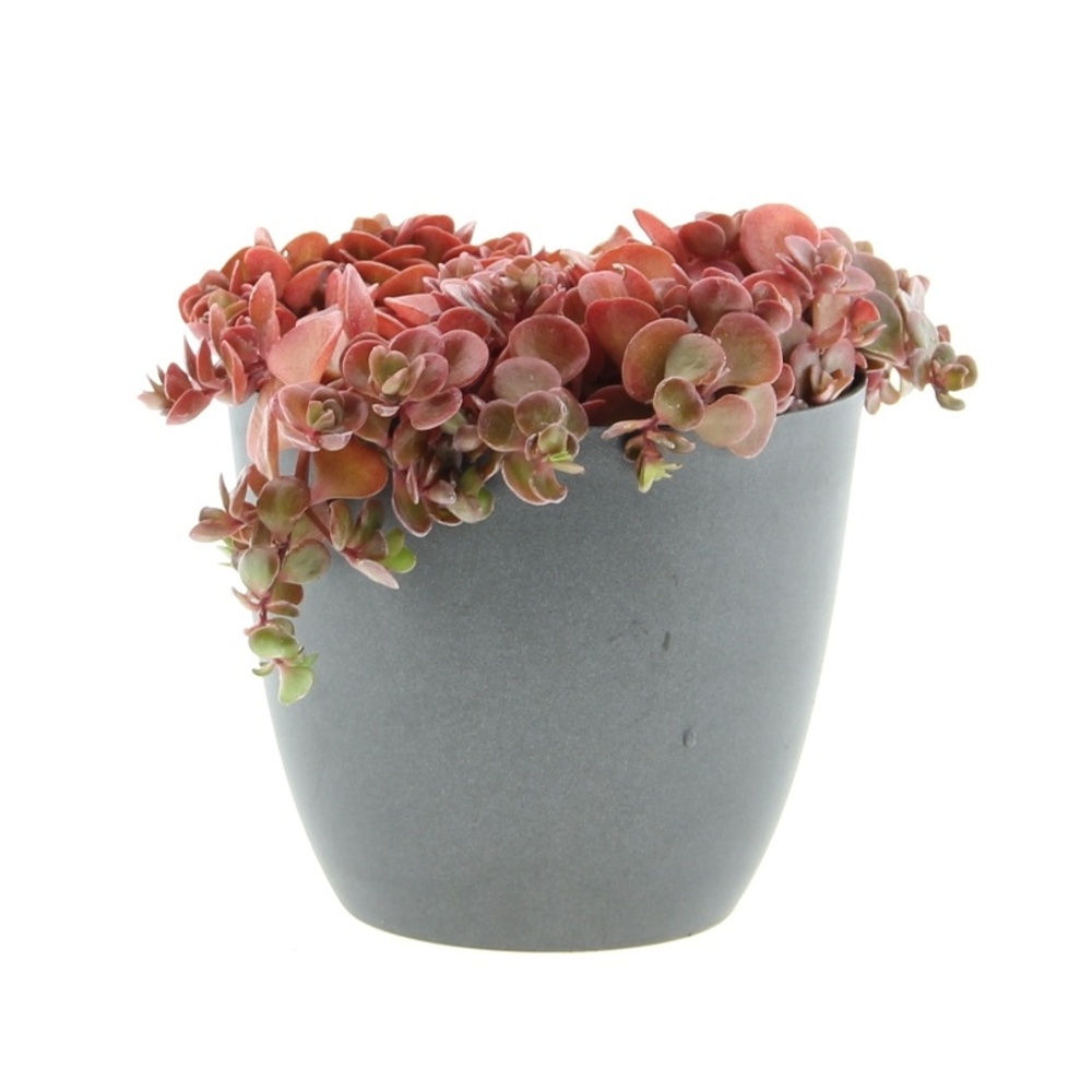 Skalničky - Rozchodník květináč 12cm