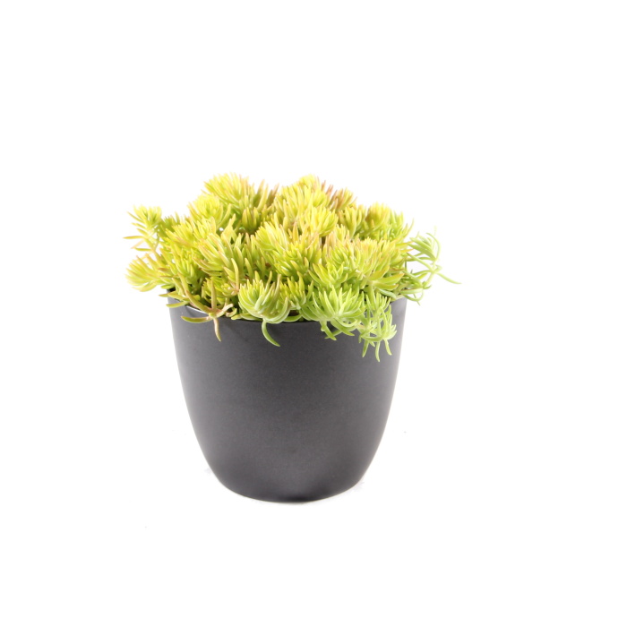 Rostliny - Rozchodník 'Lemon Ball' květináč 12cm