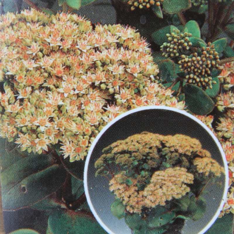 Na slunce - Rozchodník 'Matrona' 9cm