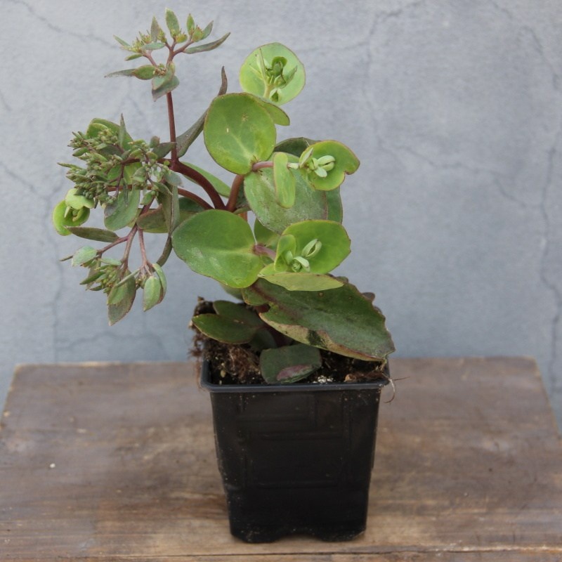 Rozchodník 'Matrona' 9cm-0