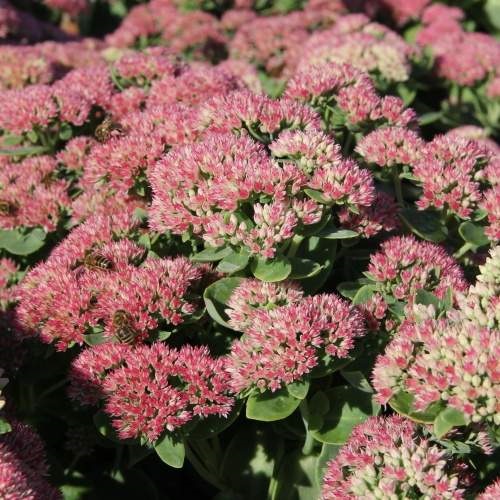 Na slunce - Rozchodník nachový 'Herbstfreude' 9cm