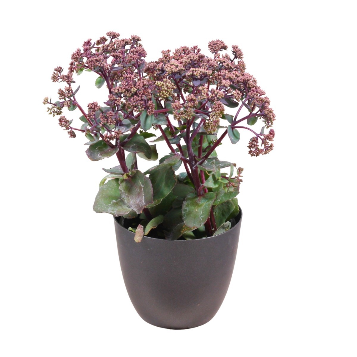 Na slunce - Rozchodník nachový Seduction Rosé Soirée květináč 12cm