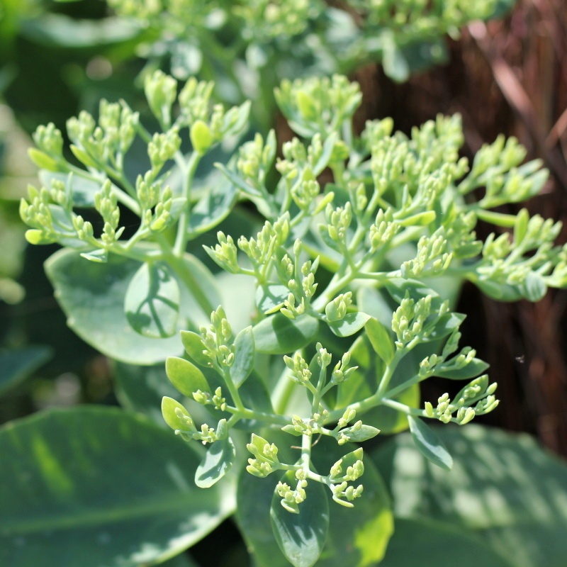 Na slunce - Rozchodník nádherný Iceberg 9cm