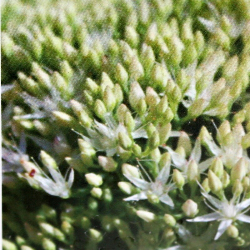 Rozchodník nádherný Iceberg 9cm-0