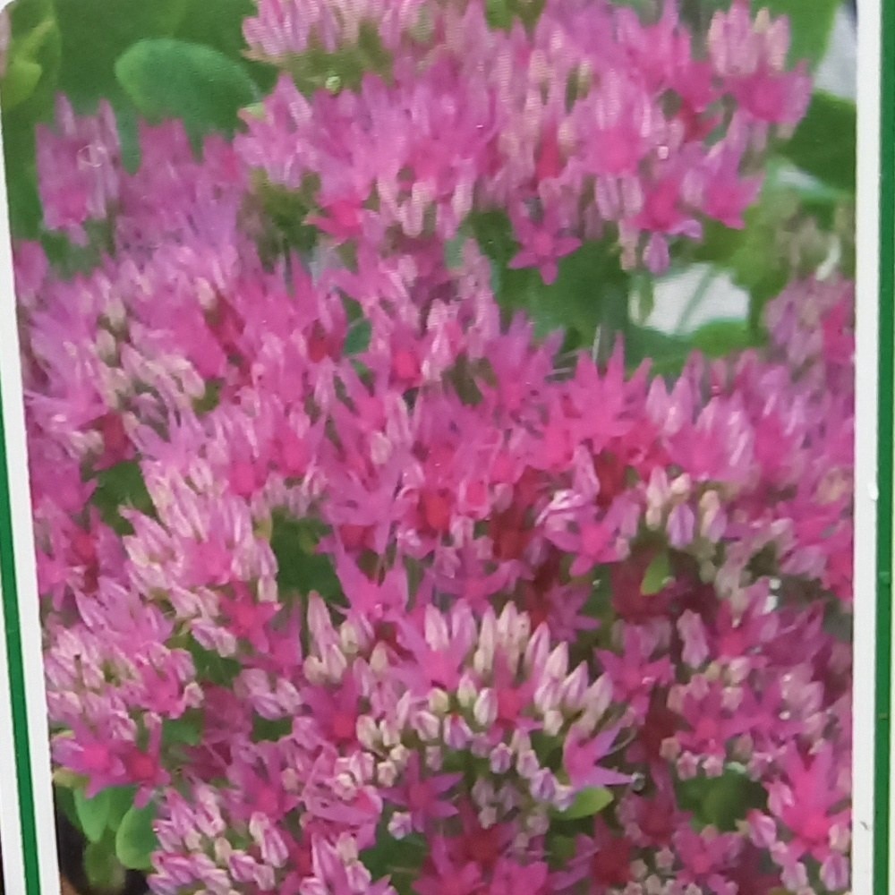 Rostliny - Rozchodník nádherný Lisa květináč 9cm