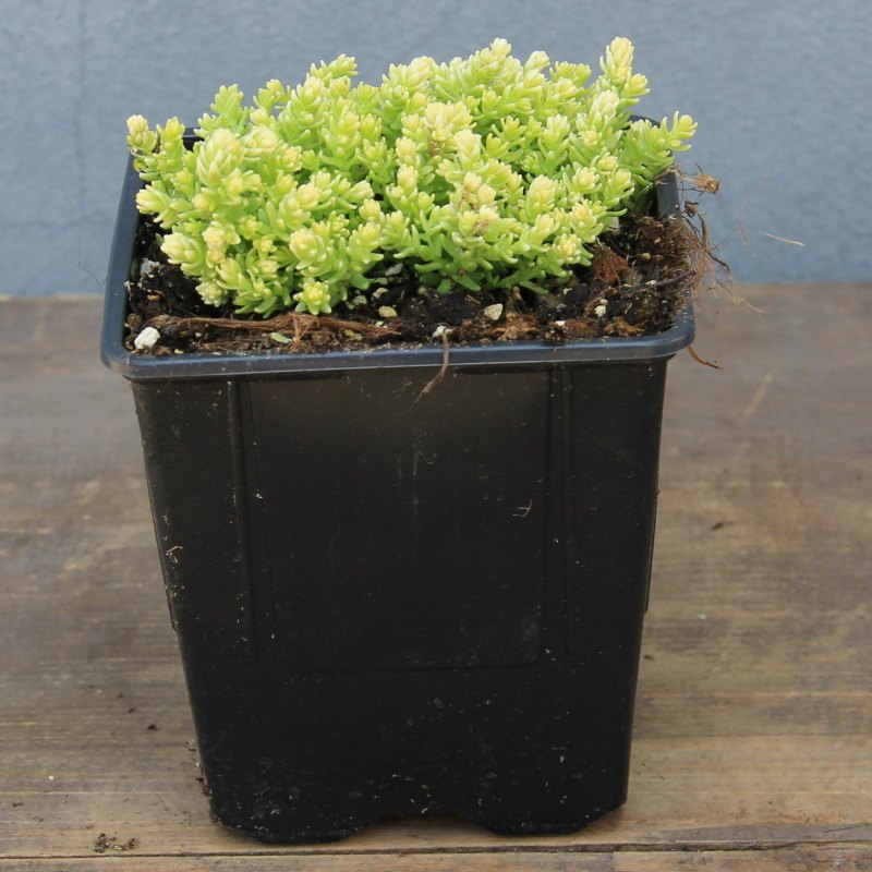 Skalničky - Rozchodník ostrý 'Aurea' 9cm