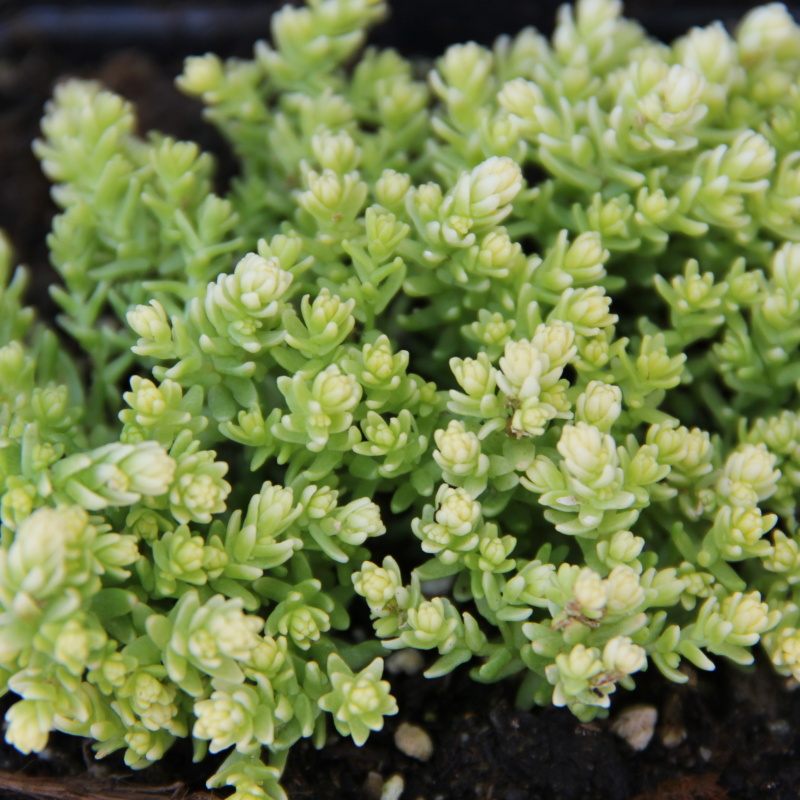 Rozchodník ostrý 'Aurea' 9cm-0