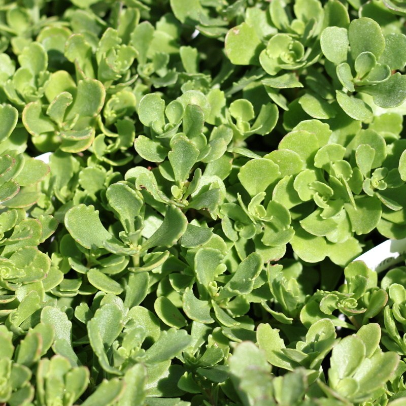 Skalničky - Rozchodník prudký 'Golden Yellow' 9cm