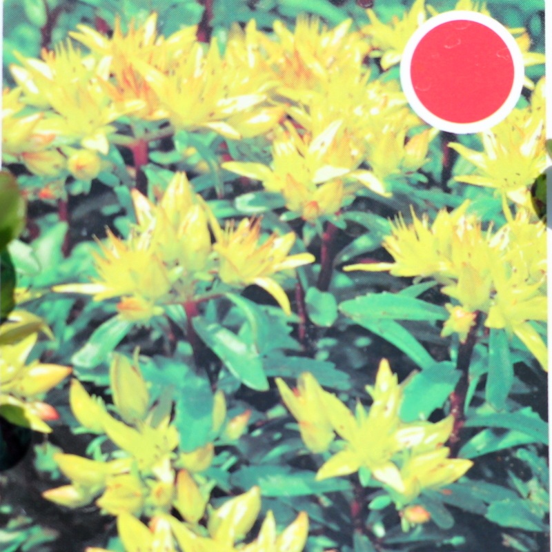 Rozchodník prudký 'Golden Yellow' 9cm-0