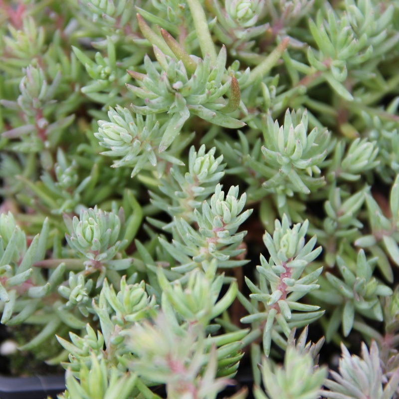 Skalničky - Rozchodník skalní 9cm