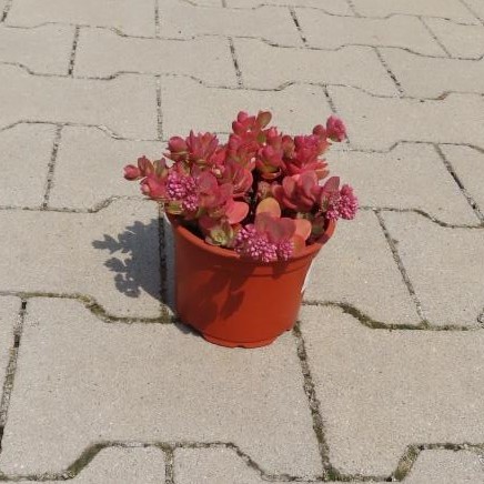 Rozchodník 'Sunsparker Lime Zinger' 12cm-0