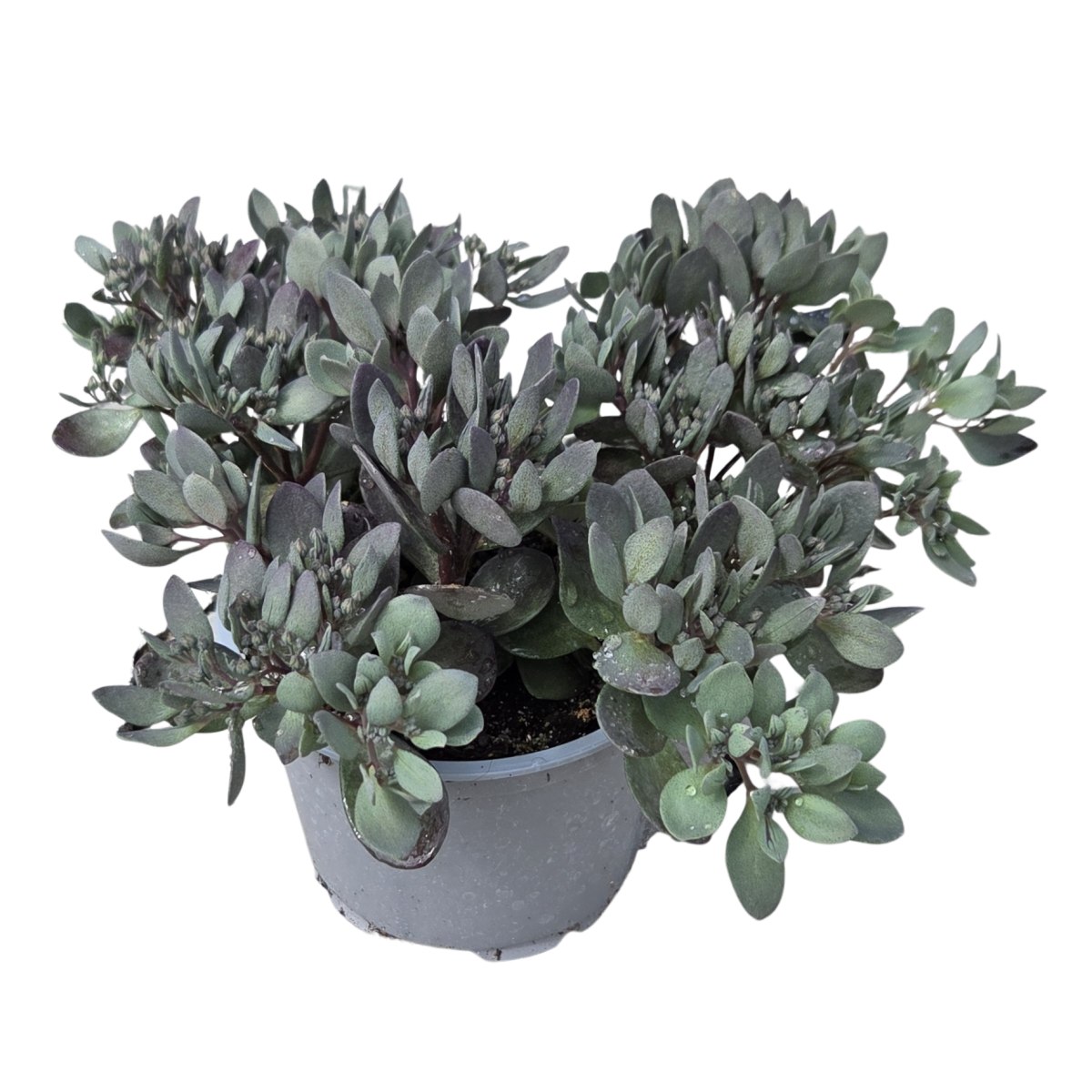Na slunce - Rozchodník SunSparkler Dazzleberry květináč 12cm