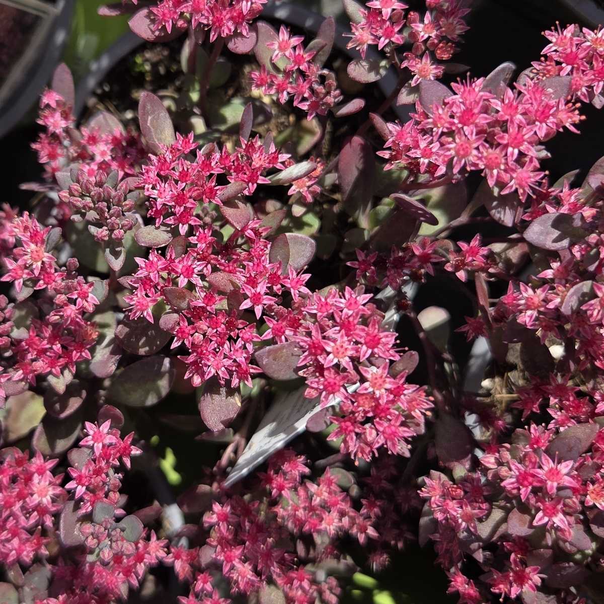 Skalničky - Rozchodník SunSparkler Plum Dazzled květináč 13cm