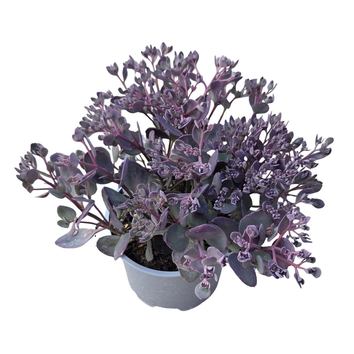 Na slunce - Rozchodník větvený Red Canyon květináč 12cm