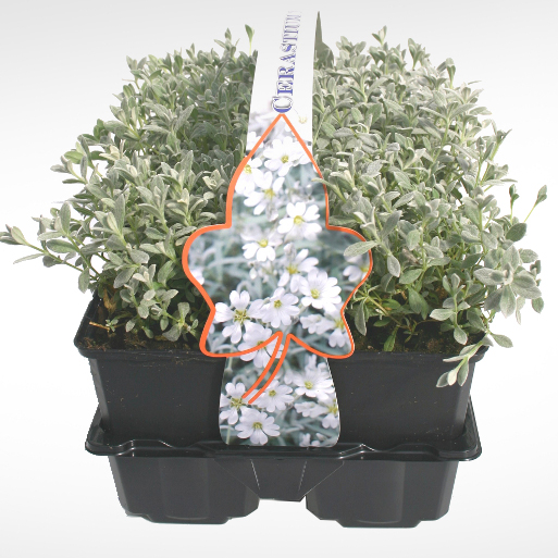 Půdopokryvné rostliny - Rožec plstnatý 6pack